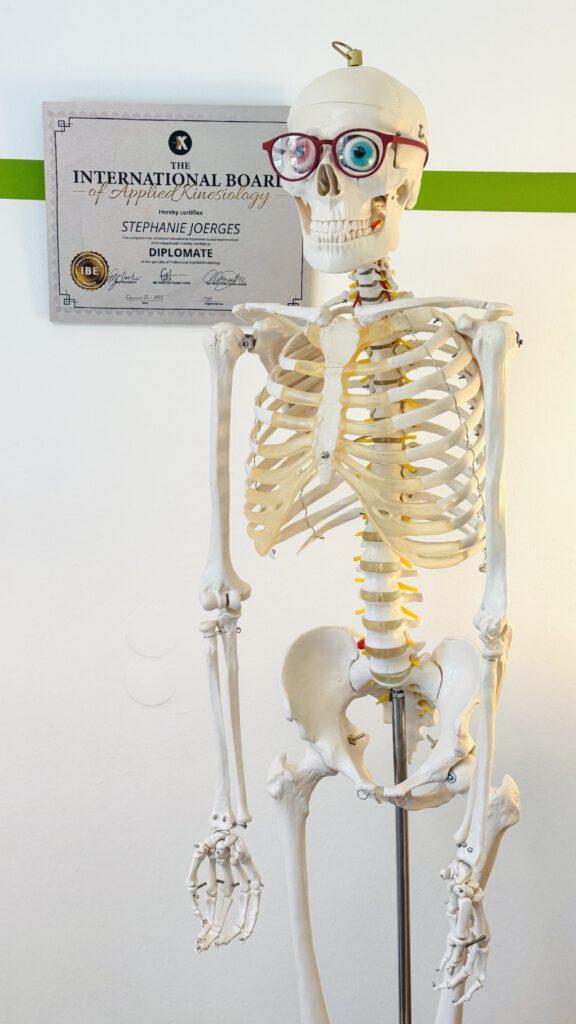 Skelettmodell ‚Egon‘ in der Privatpraxis am Englischen Garten München bei Dr. Stephanie Joerges – Demonstration funktioneller Haltungsstörungen im Rahmen der Applied Kinesiology. Im Hintergrund sichtbar: Diplomate-Urkunde ICAK.